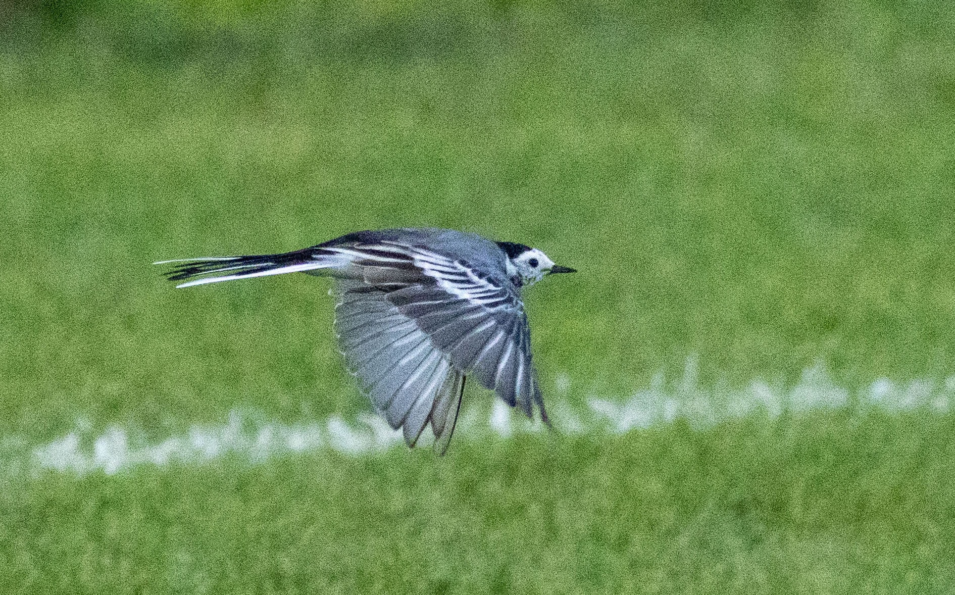 Canon EOS R7 Tierfotografie ohne Nierenverkauf digitec